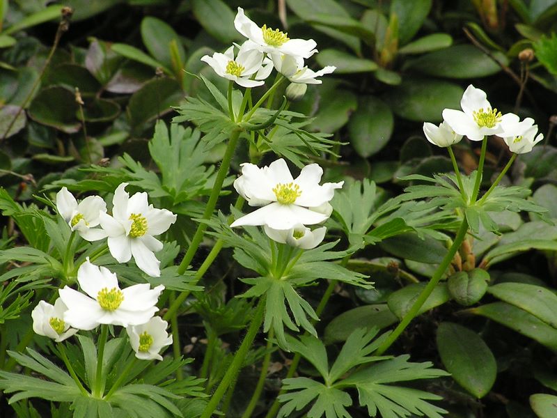 仙丈ヶ岳 -- ハクサンイチゲ