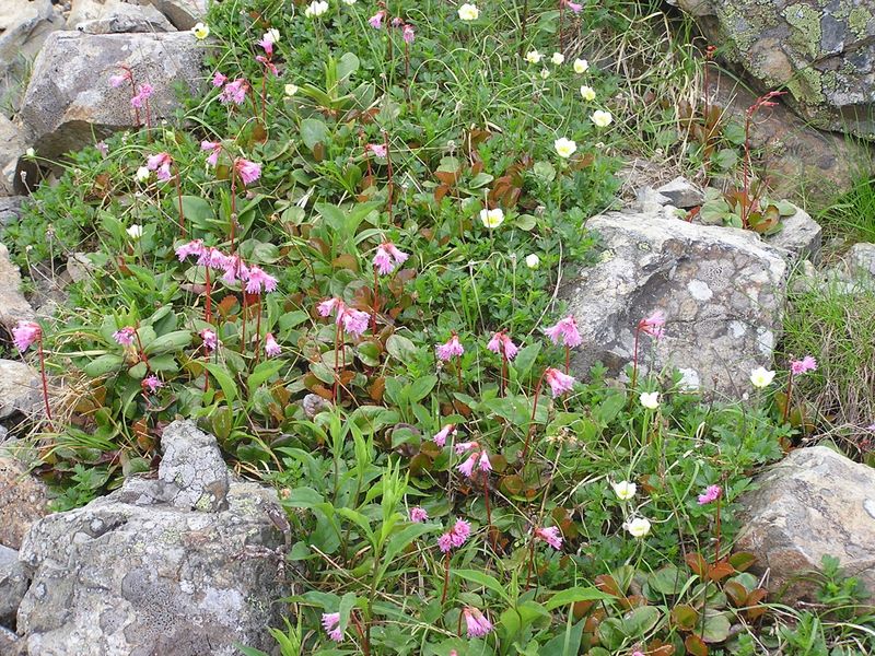 仙丈ヶ岳 -- コイワカガミとチングルマのミニお花畑