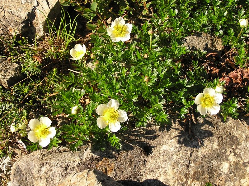 仙丈ヶ岳 -- チングルマ