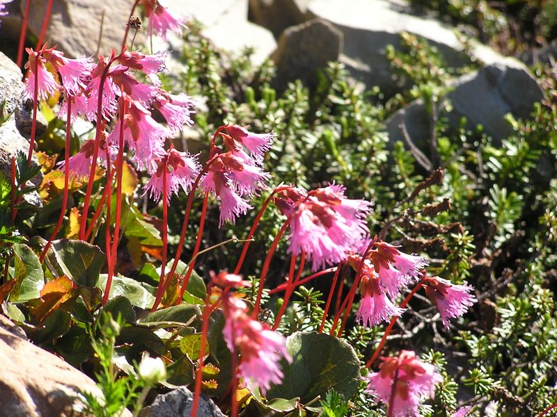 仙丈ヶ岳 -- 南向きに咲くコイワカガミ