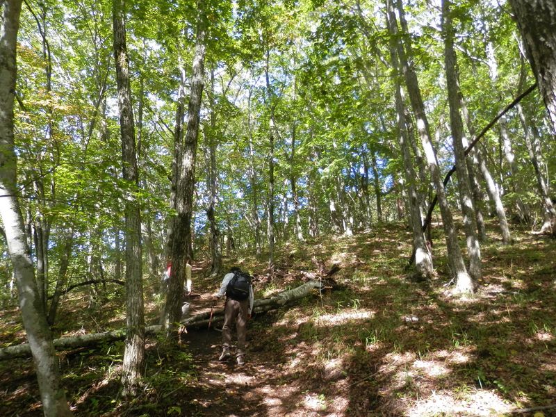 ミズナラの多い林