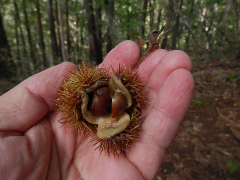 小さな栗