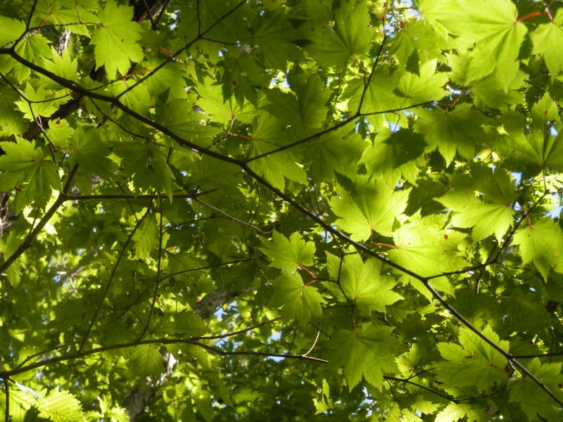 まだ瑞々しい緑のハウチワカエデ