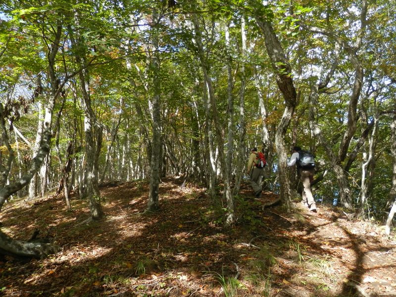 快適なブナやミズナラの自然林