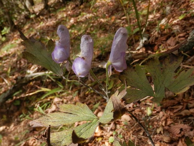 葉が黒ずんだヤマトリカブト