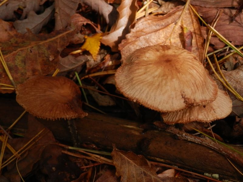 落葉に溶け込んだキノコ