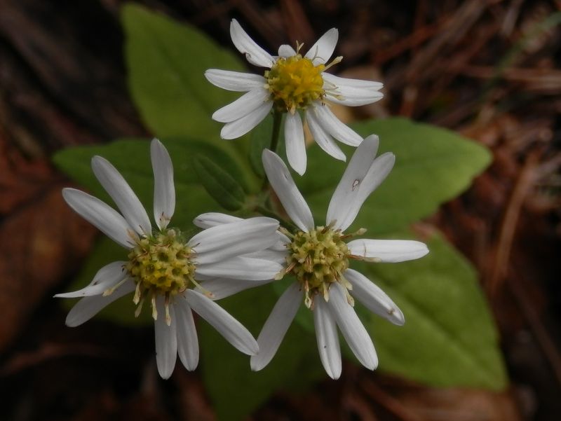 シラヤマギクだろうか？