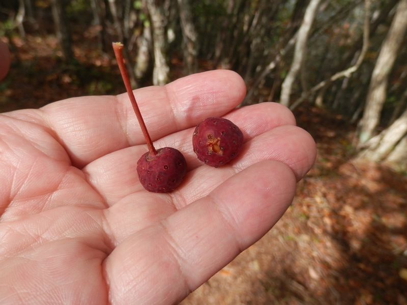 ヤマボウシの実