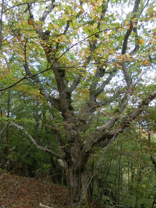 ミズナラの老樹