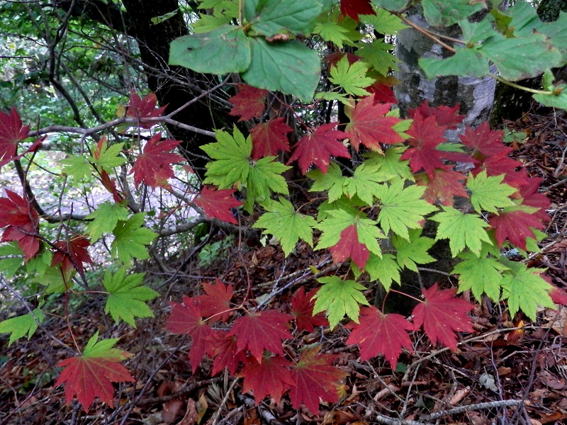 紅と緑の入り混じったコハウチワカエデ