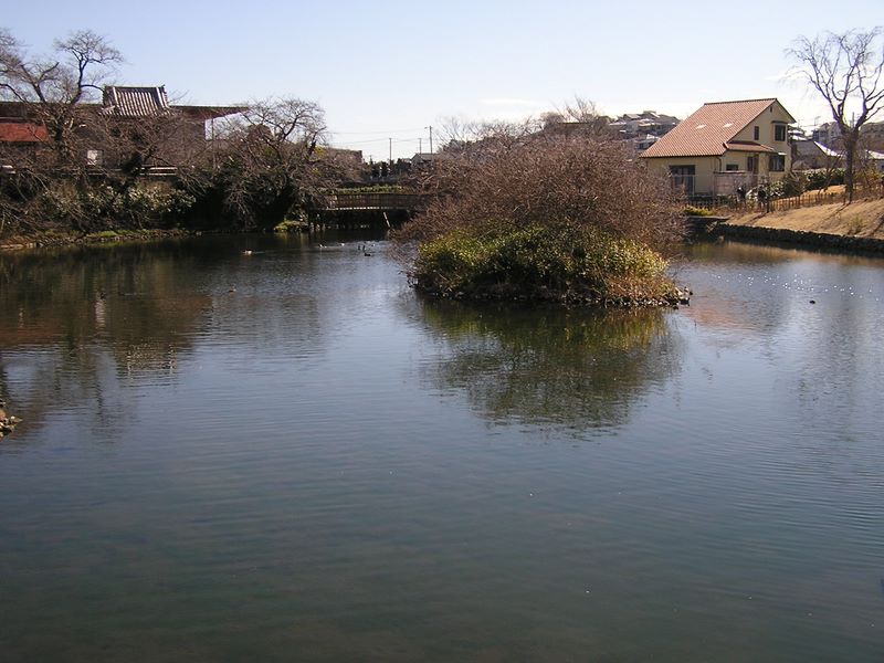 今泉湧水池では鯉や水鳥たちが活発に動いていた