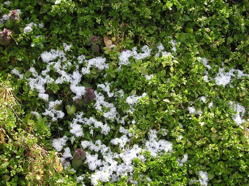 渋沢丘陵と頭高山 -- 雪が溶けて、春の草が活気付き始めた