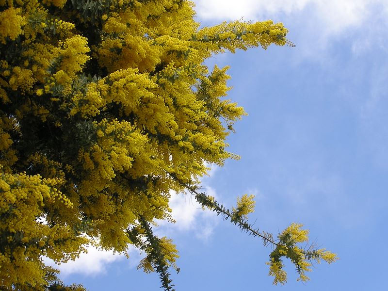 渋沢丘陵と頭高山 -- 鮮やかに春を告げる、ミモザの一種