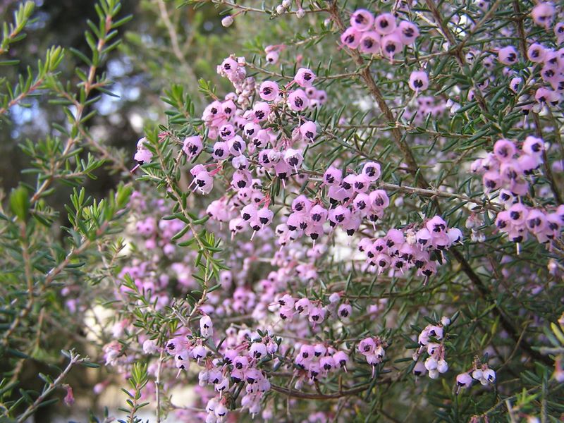 渋沢丘陵と頭高山 -- 道端で見かけたエリカ