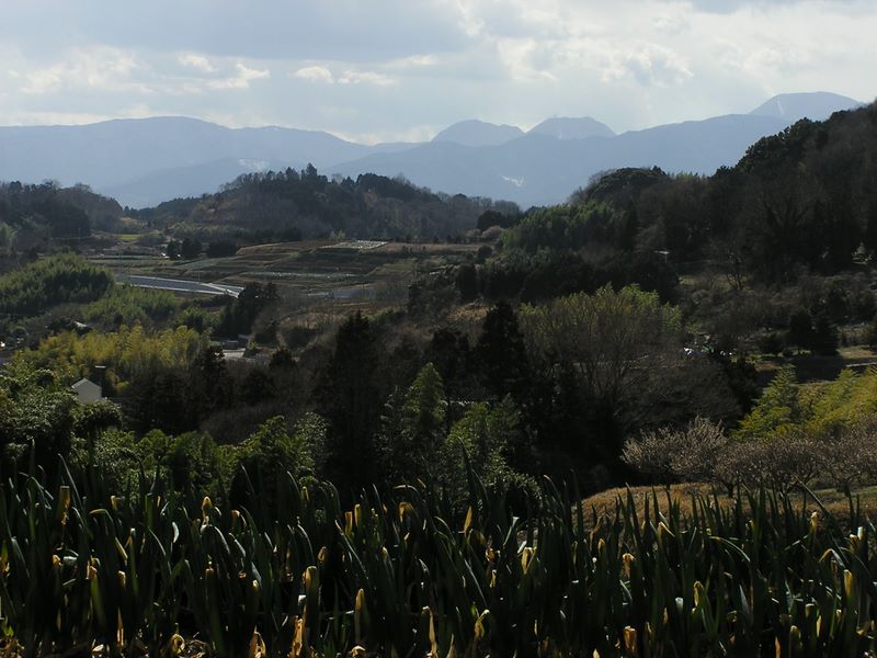 渋沢丘陵と頭高山 -- 箱根方面を望む