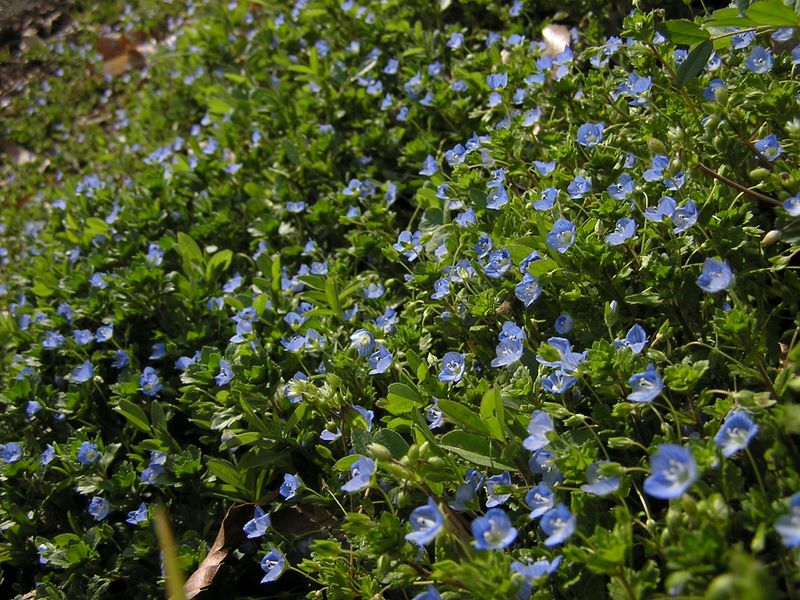 渋沢丘陵と頭高山 -- オオイヌノフグリの群落