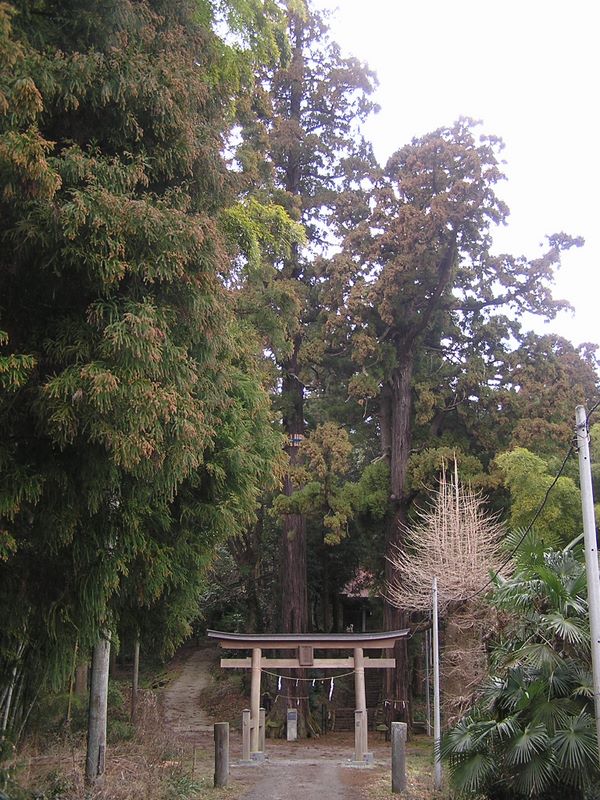 渋沢丘陵と頭高山 -- 白山神社に聳え立つ杉の木