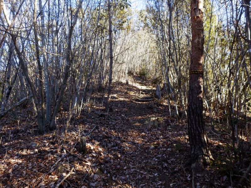 聖武連山・滑りそうな落ち葉の道