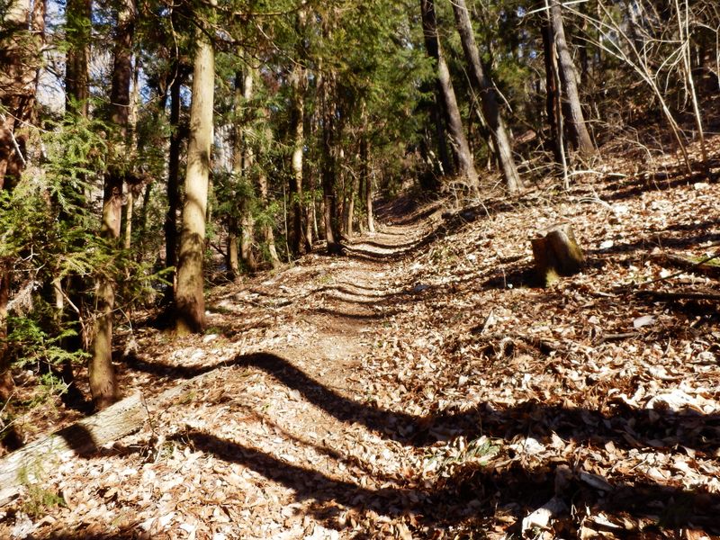 能岳・右側が広葉樹林になった
