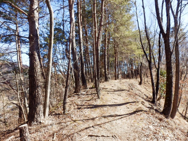 八重山のアカマツ並木