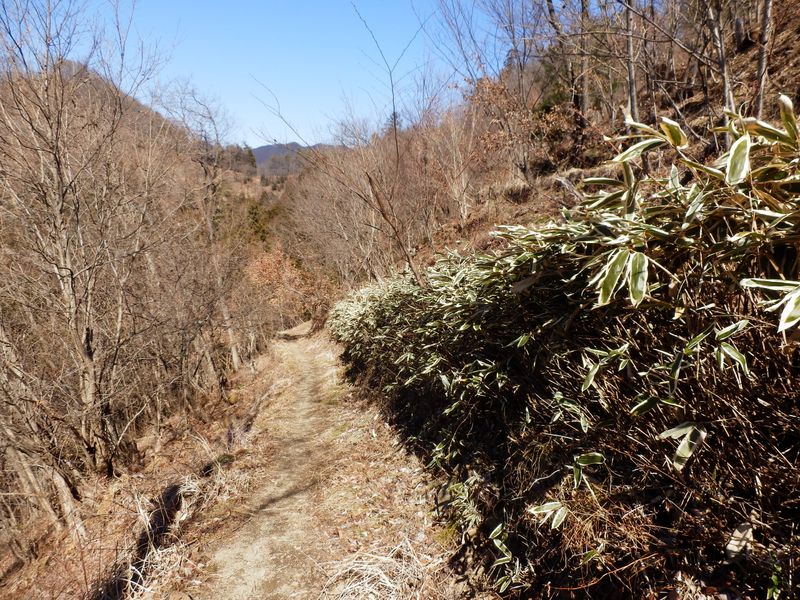 八重山・日当たりのよい斜面