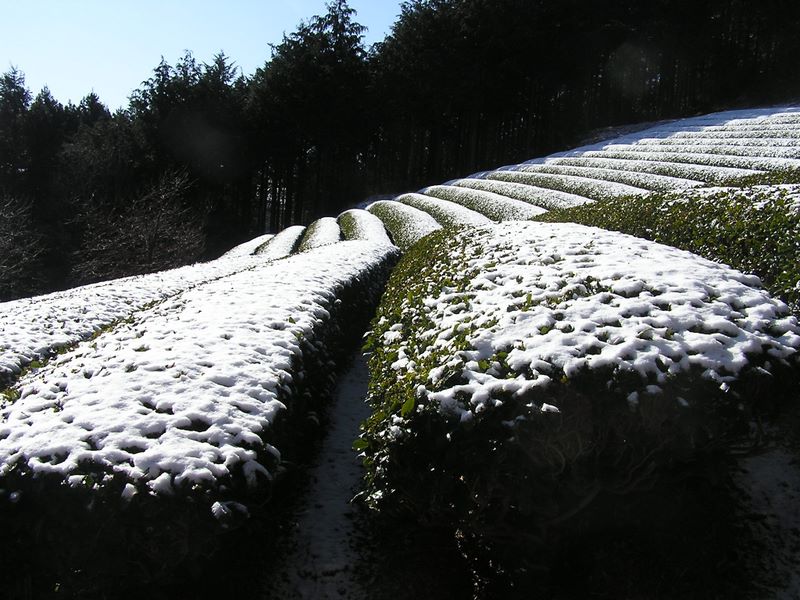 シダンゴ山 -- 茶畑 