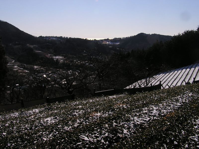 シダンゴ山 -- 輝く相模湾を望む