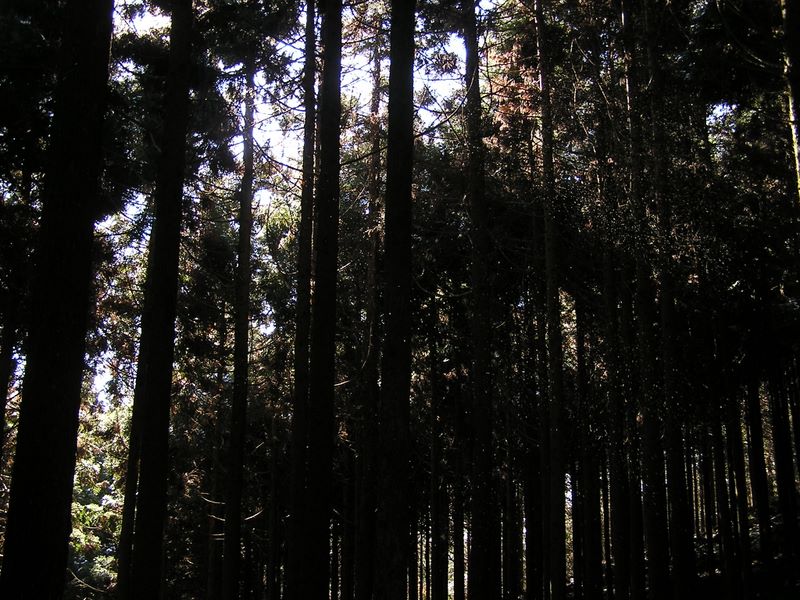 シダンゴ山 -- 風が吹くと、粉雪が舞う