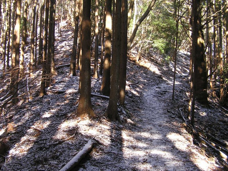 シダンゴ山 -- 静かな杉林を歩く