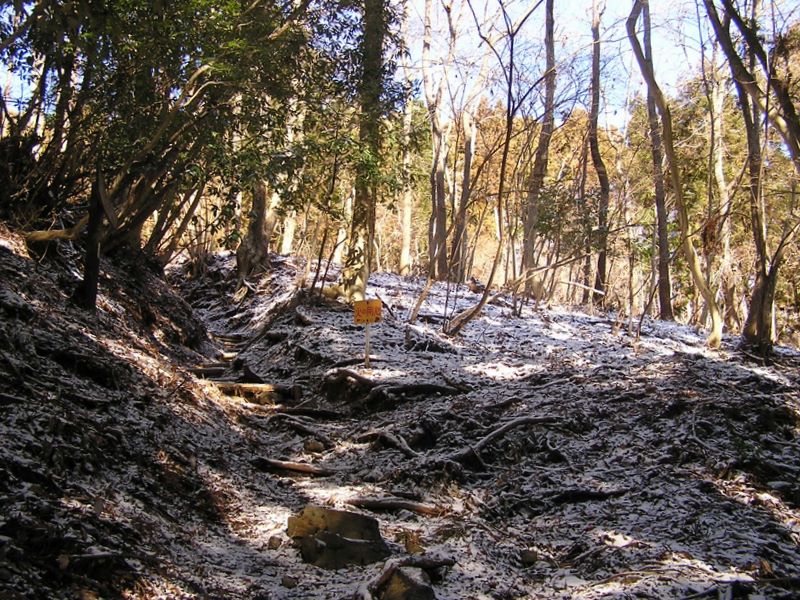 シダンゴ山 -- 広葉樹林もある