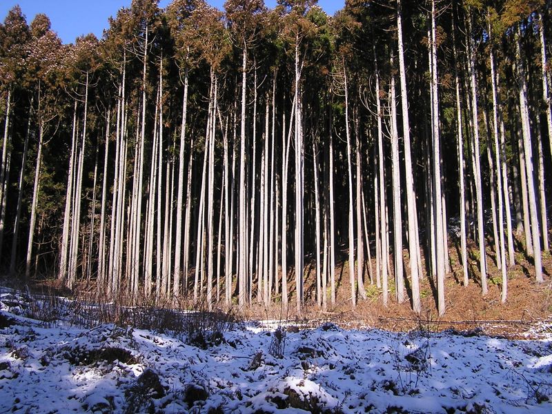 シダンゴ山 -- スラリと立った杉並木