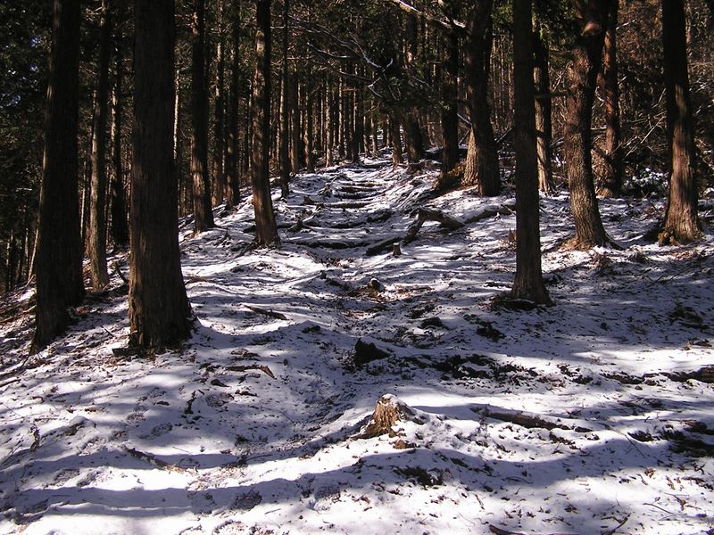 シダンゴ山 -- 積雪が増えてきた