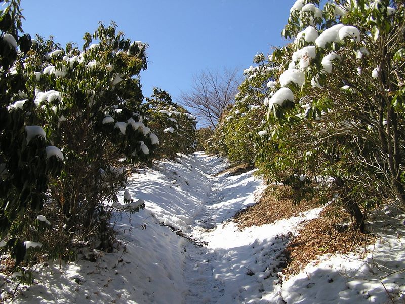 シダンゴ山 -- このアセビ園を抜ければ山頂
