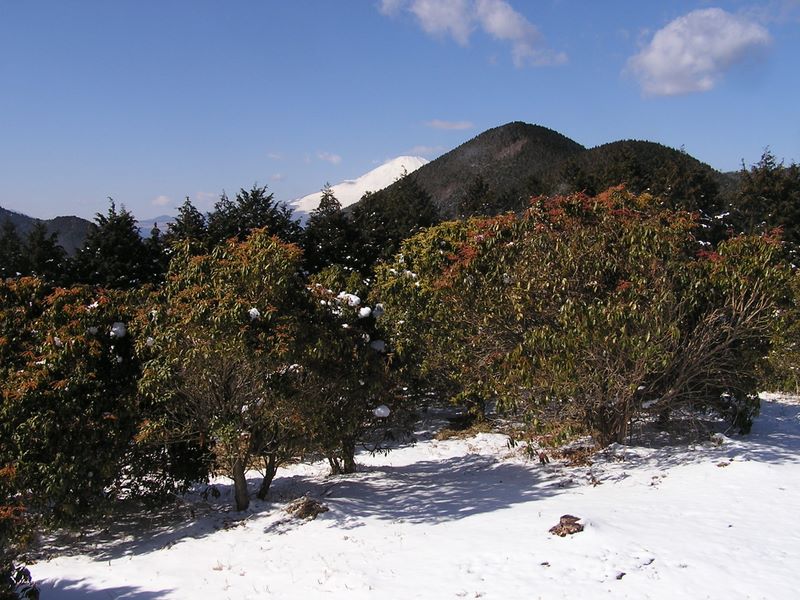 シダンゴ山頂より、富士山と達磨山を望む