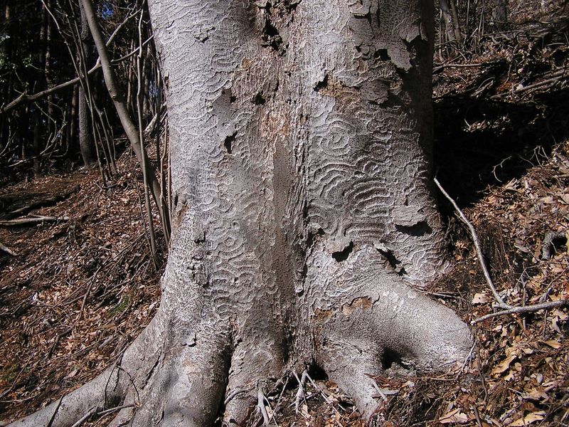 シダンゴ山 -- ケヤキの樹皮