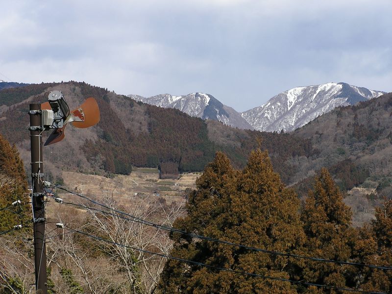 シダンゴ山 -- 杉の樹は、すでに花粉を準備