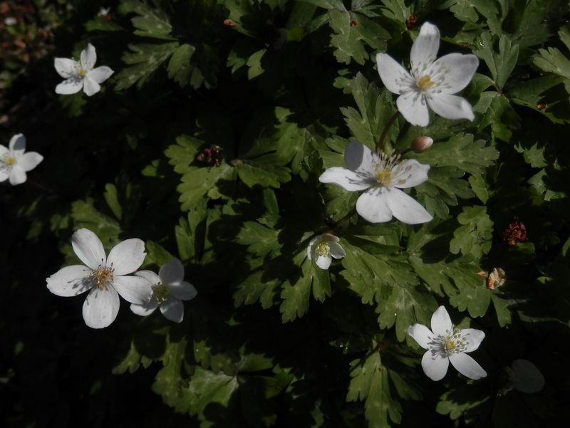 城山かたくりの里 -- ニリンソウ（入口手前の溝）