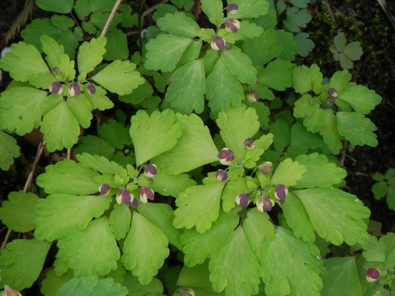 城山かたくりの里 -- アズマシロカネソウ（入口手前の溝）