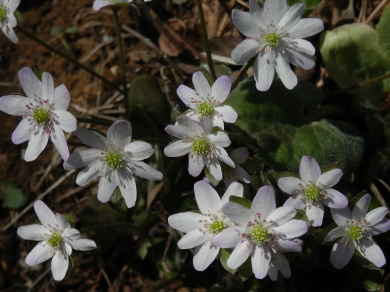 城山かたくりの里 -- ユキワリソウ（白）