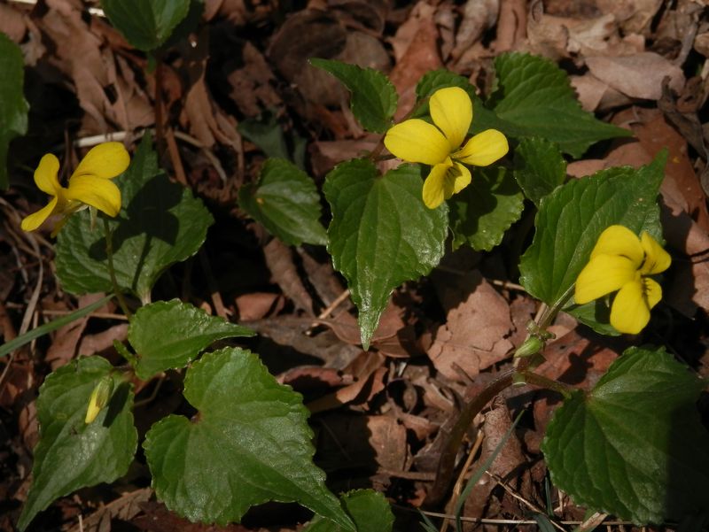 p3318043.jpg (large)