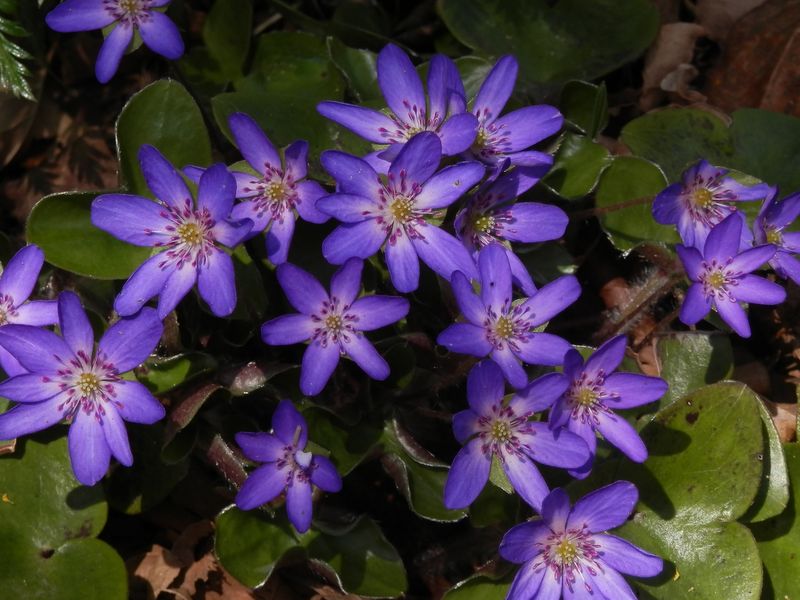 城山かたくりの里 -- ユキワリソウ（紫）