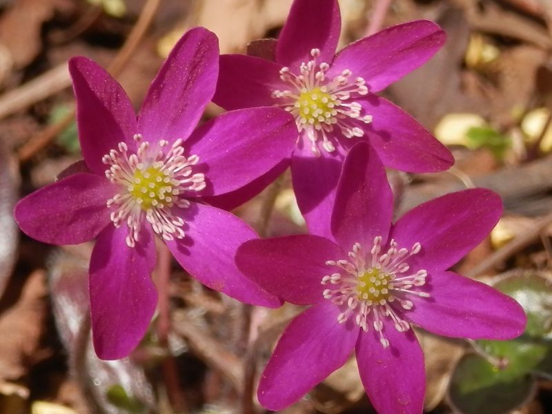 城山かたくりの里 -- ユキワリソウ（赤紫）