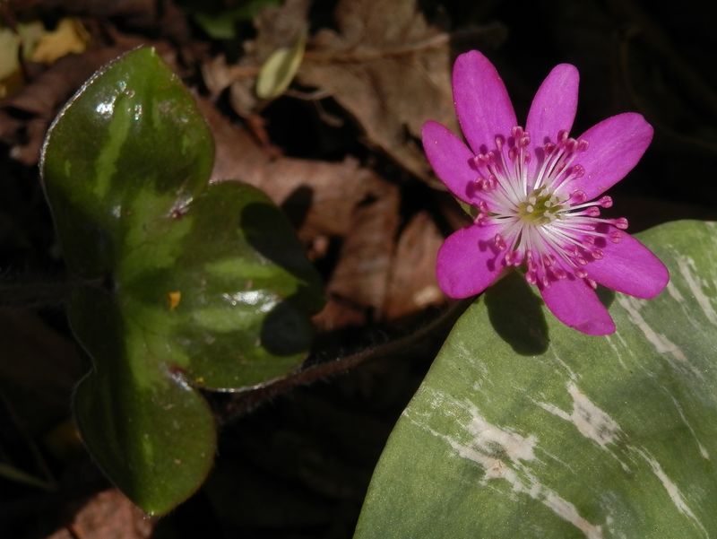 城山かたくりの里 -- ユキワリソウの葉 