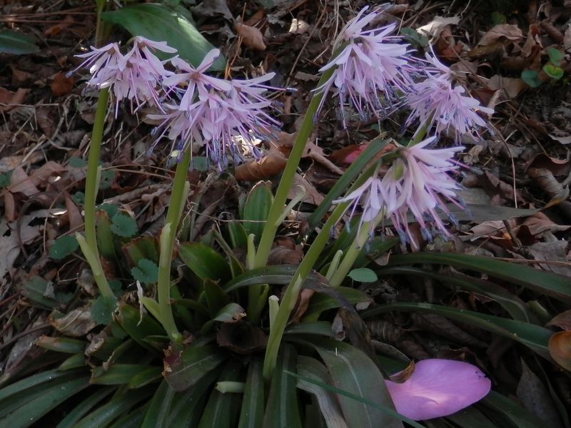 城山かたくりの里 -- ショウジョウバカマ