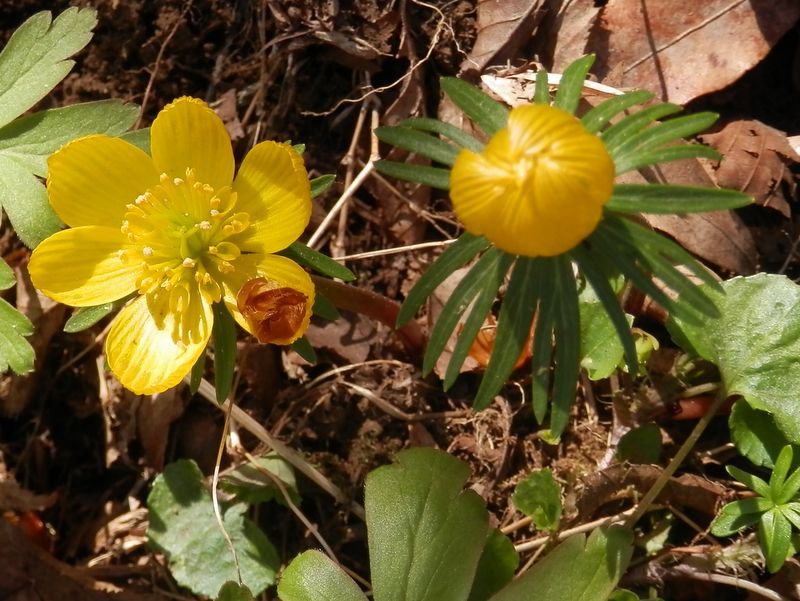 城山かたくりの里 -- キバナセツブンソウ