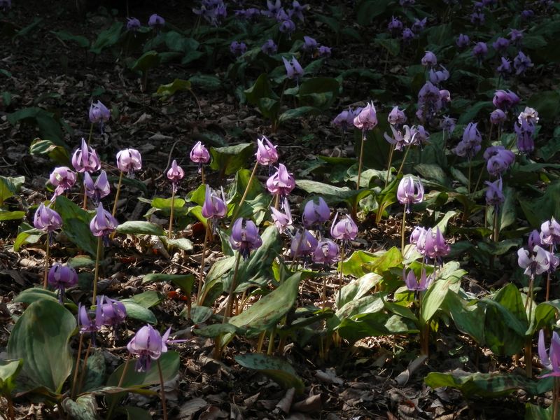 城山かたくりの里 -- カタクリ満開