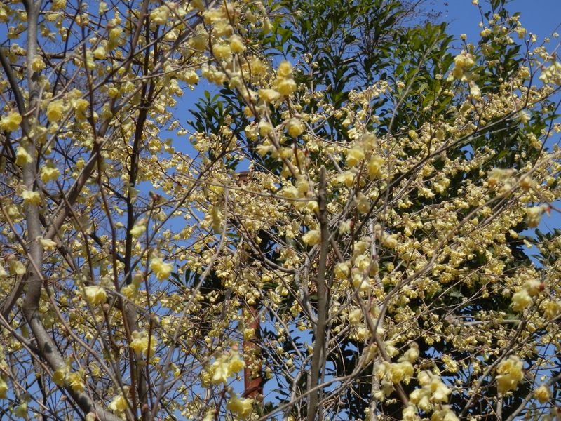 城山かたくりの里 -- ヒュウガミズキ
