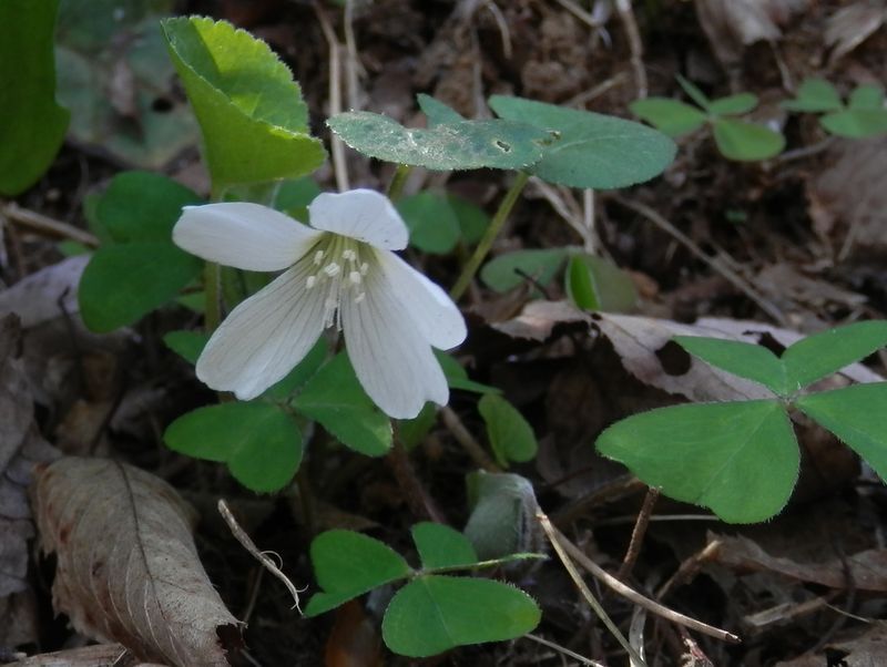 城山かたくりの里 -- カントウミヤマカタバミ