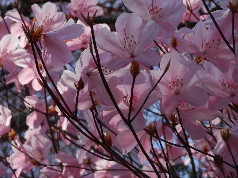 城山かたくりの里 -- アカヤシオも満開