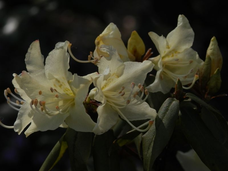 城山かたくりの里 -- ヒカゲツツジ